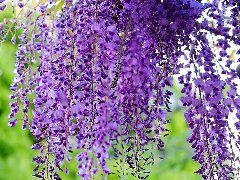 紫藤花开，镇中情长